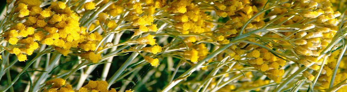 Meet Our Producers of Immortelle